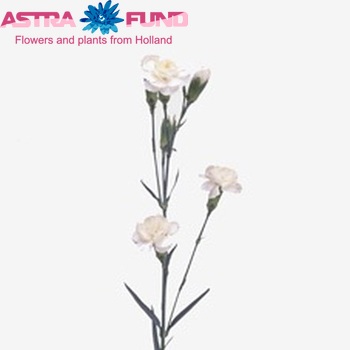 Dianthus tros White Tessino zdjęcie