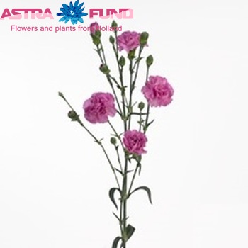 Dianthus tros 'Wish' zdjęcie