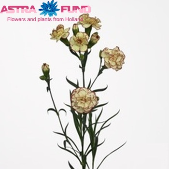 Dianthus tros Xenia zdjęcie