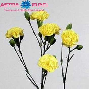 Dianthus tros 'Yellow Bonita' zdjęcie
