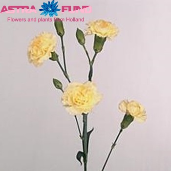 Dianthus tros 'Yellow Intermezzo' zdjęcie