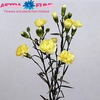 Dianthus tros Yellow Twin foto
