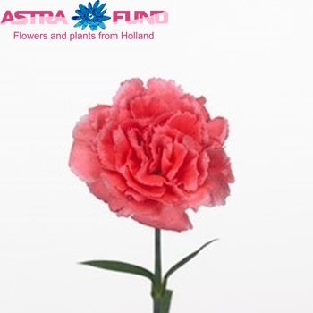 Dianthus Yarma foto