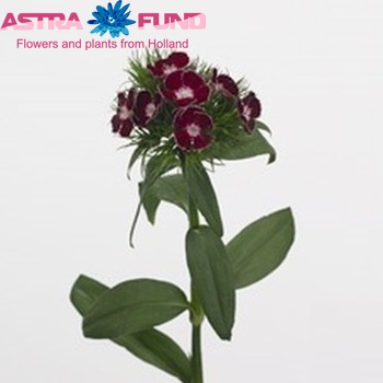 Dianthus barbatus 'Aldo Purple' photo