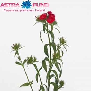 Dianthus barbatus 'Aldo Red' photo