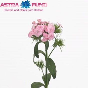 Dianthus barbatus 'Aldo Rose' photo