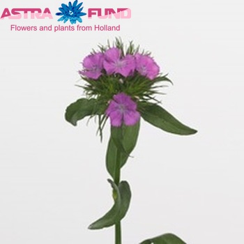 Dianthus barbatus 'Aldo Violet' photo