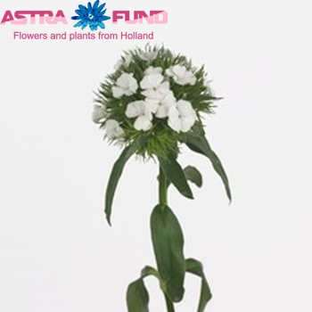 Dianthus barbatus 'Aldo White' photo