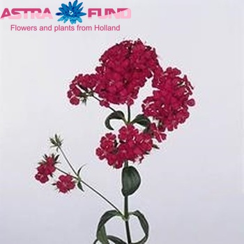 Dianthus barbatus 'Amazon Neon Cherry' photo