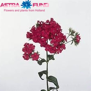 Dianthus barbatus 'Amazon Neon Duo' photo