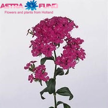 Dianthus barbatus 'Amazon Neon Purple' photo