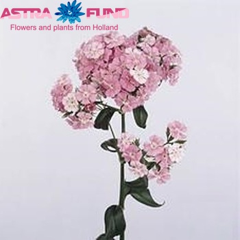 Dianthus barbatus 'Amazon Rose Magic' photo