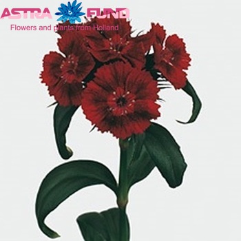 Dianthus barbatus Barbarella Diep Rood photo