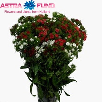 Dianthus barbatus Barbarella gemengd photo