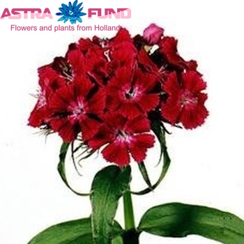 Dianthus barbatus Barbarella Lichtviolet photo