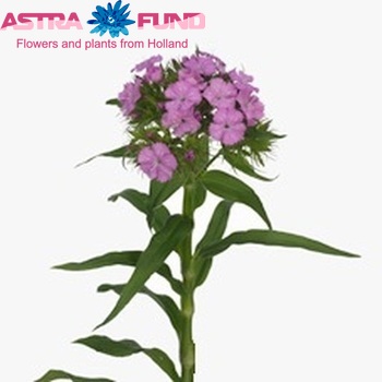Dianthus barbatus 'Barbarella Lilac' foto