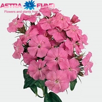 Dianthus barbatus Barbarella Pink foto