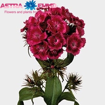 Dianthus barbatus Barbarella Purper foto