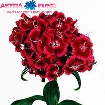 Dianthus barbatus Barbarella Rood Roze foto