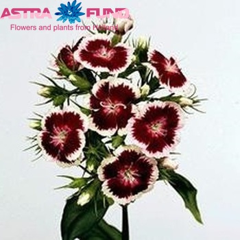 Dianthus barbatus Barbarella Rood-Wit foto