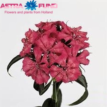 Dianthus barbatus Barbarella Rose foto