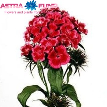 Dianthus barbatus Barbarella Roze Bicolor foto