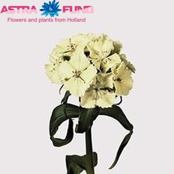 Dianthus barbatus Barbarella Wit фото