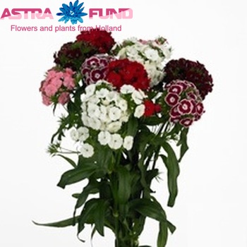 Dianthus barbatus Breanthus gemengd boeket фото