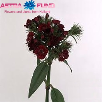 Dianthus barbatus 'Cinderella Red' фото