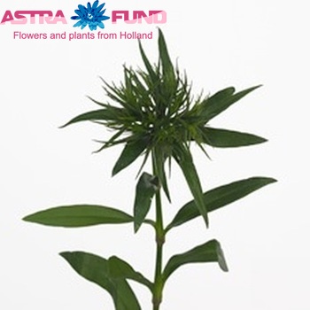 Dianthus barbatus 'Delta Green' фото