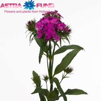 Dianthus barbatus 'Diva Purple' фото