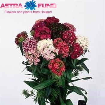 Dianthus barbatus gemengd фото
