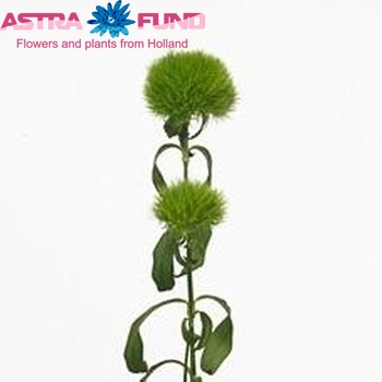 Dianthus barbatus Green Trick фото