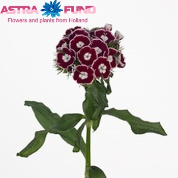 Dianthus barbatus King Breanthus фото