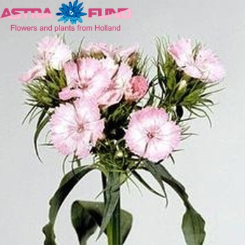 Dianthus barbatus 'Marjan' фото