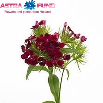 Dianthus barbatus 'Noverna Scarlet' фото