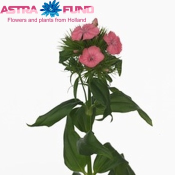 Dianthus barbatus 'Pink Beauty' zdjęcie