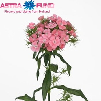 Dianthus barbatus Princess Breanthus zdjęcie