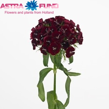 Dianthus barbatus Queen Breanthus zdjęcie