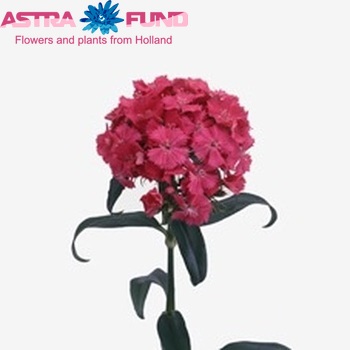 Dianthus barbatus 'Sweet Will Coral' zdjęcie
