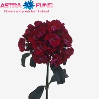 Dianthus barbatus 'Sweet Will Purple' zdjęcie