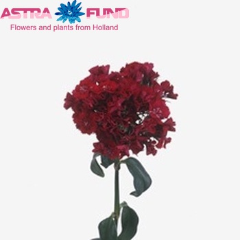 Dianthus barbatus 'Sweet Will Red' zdjęcie