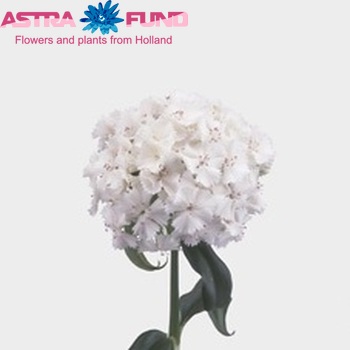 Dianthus barbatus 'Sweet Will White' zdjęcie