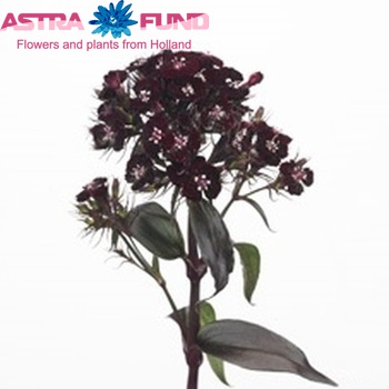 Dianthus barbatus 'Tuxedo Black' zdjęcie