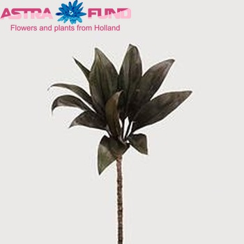 Dracaena fragrans Compacta Grp 'Compacta' photo