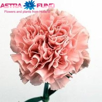 Dianthus standaard 'Bacio' Foto