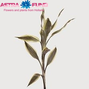 Dracaena Sanderiana photo