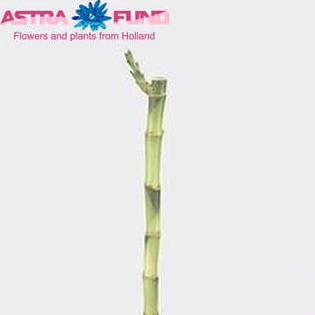 Dracaena sanderiana Design Bamboo (recht) photo