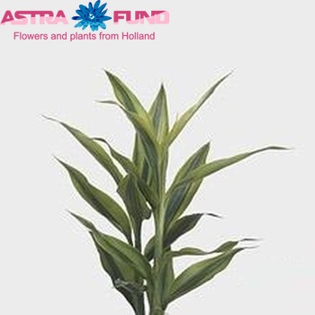 Dracaena Sanderiana Gold photo