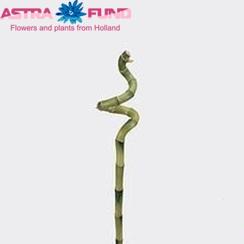 Dracaena sanderiana Lucky Bamboo (spiraal) photo